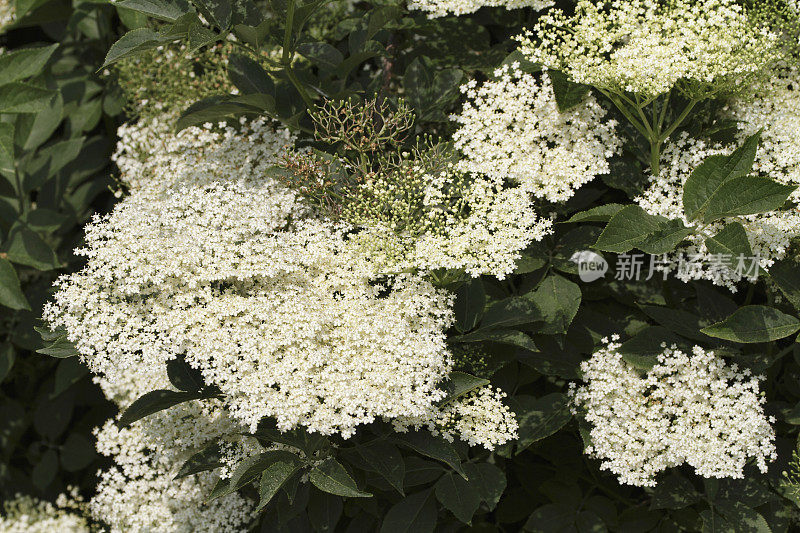 接骨木花Sambucus nigra白葡萄酒和药